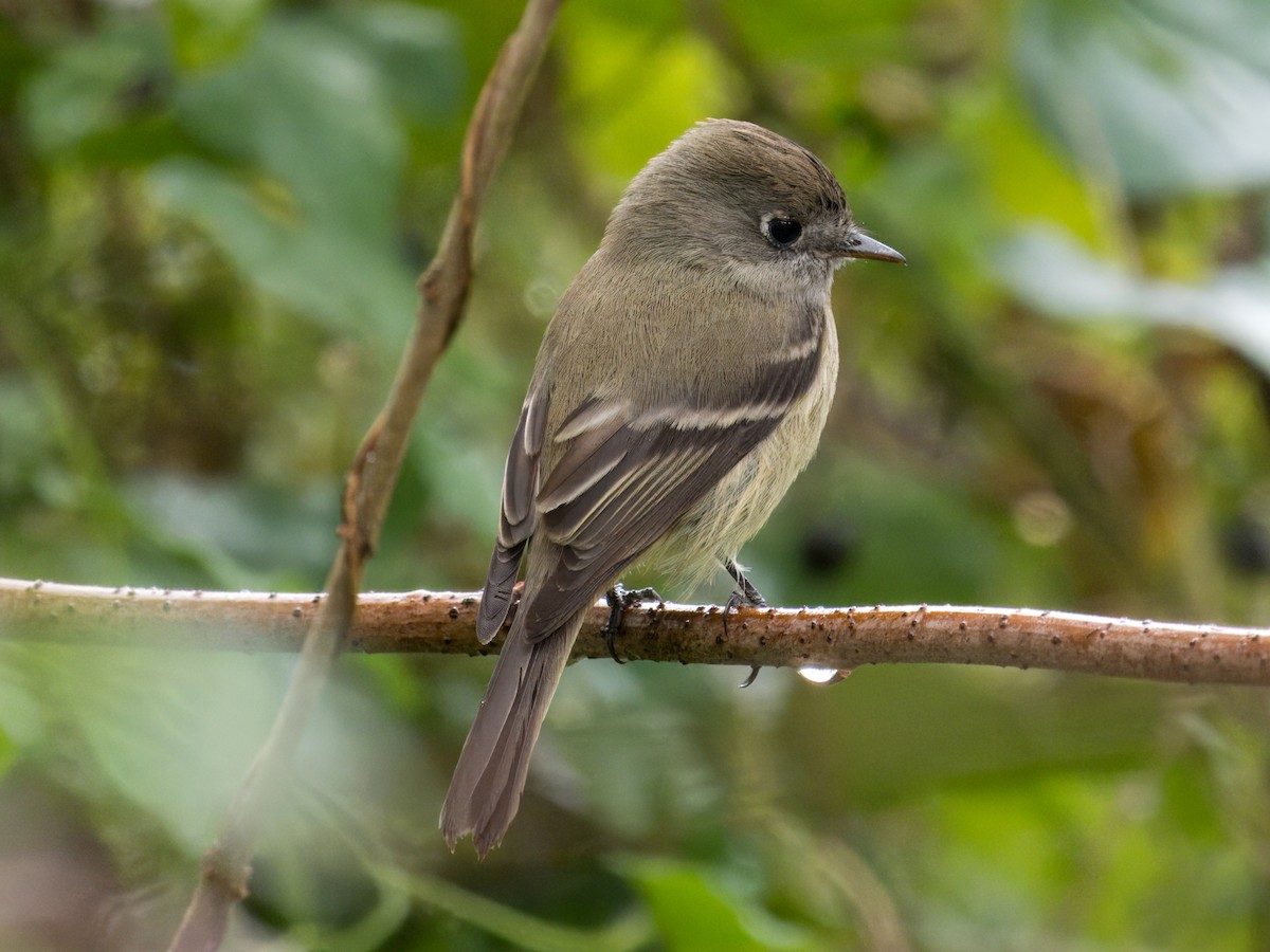 Hammond's Flycatcher - ML645693416