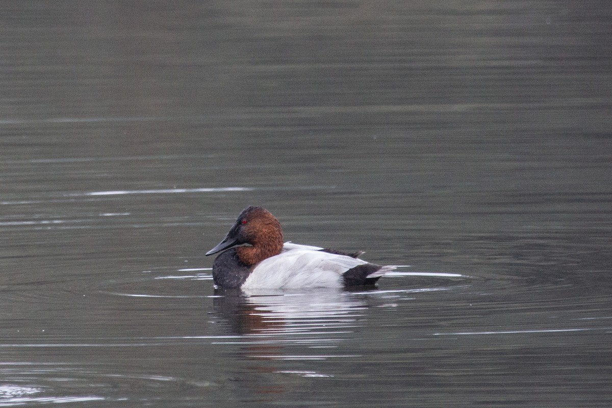 polák dlouhozobý - ML645693420