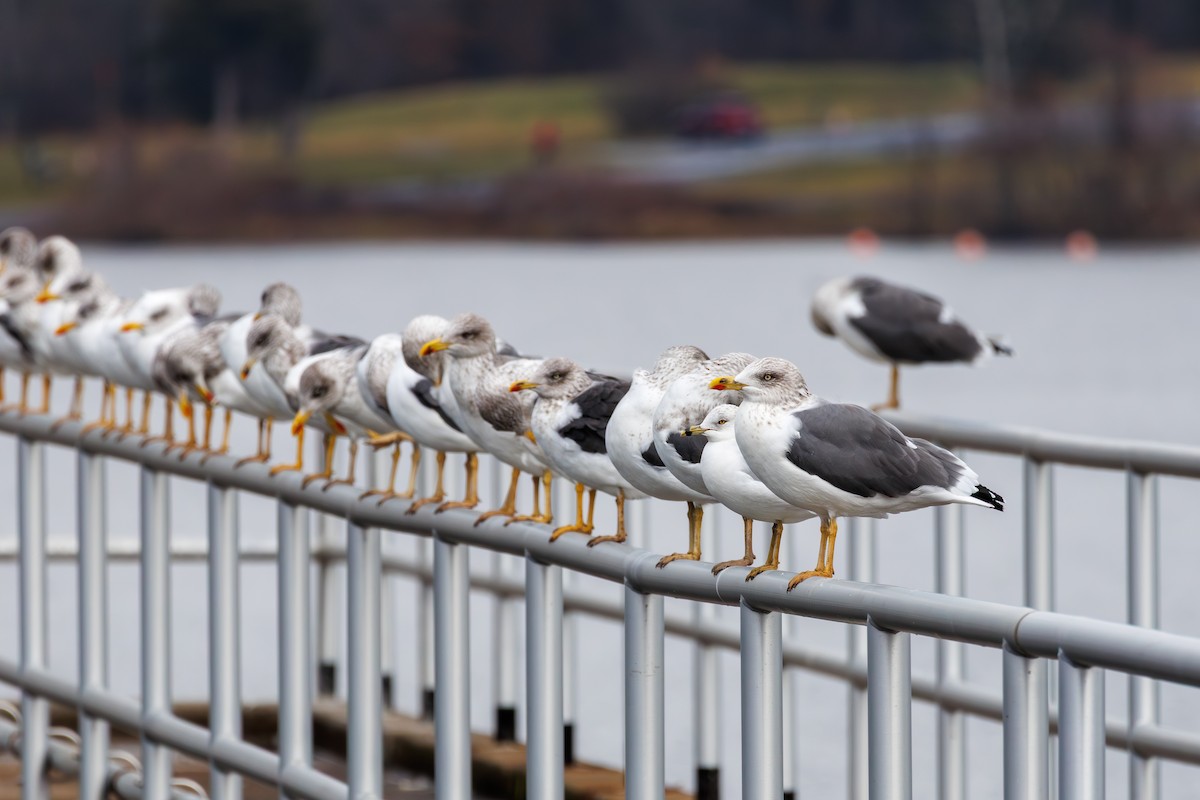 Lesser Black-backed Gull - ML645693428