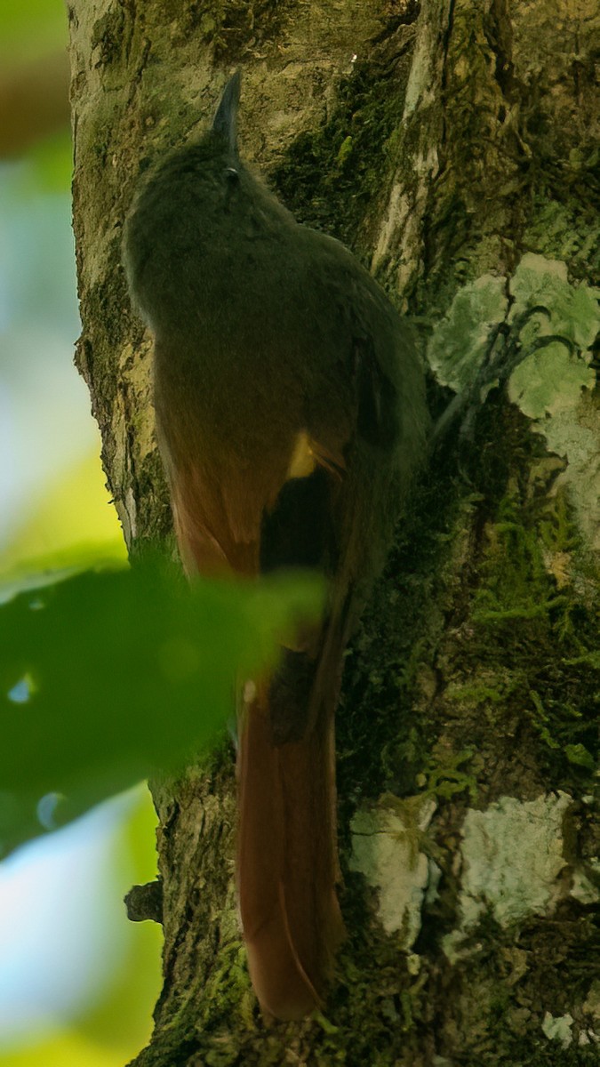 Olivaceous Woodcreeper - ML645693434