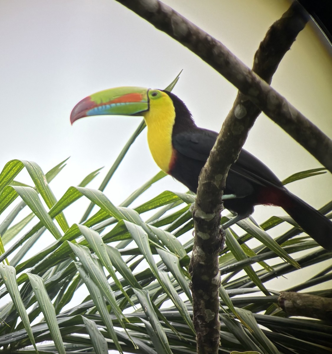 Fischertukan - ML645693436