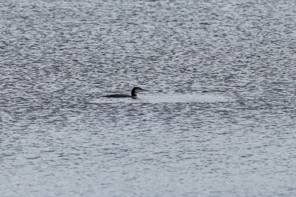 Common Loon - ML645693437