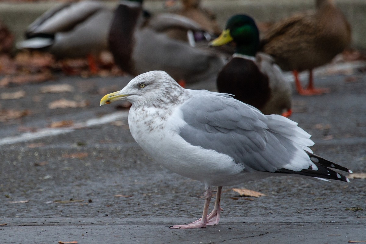 racek americký - ML645693441