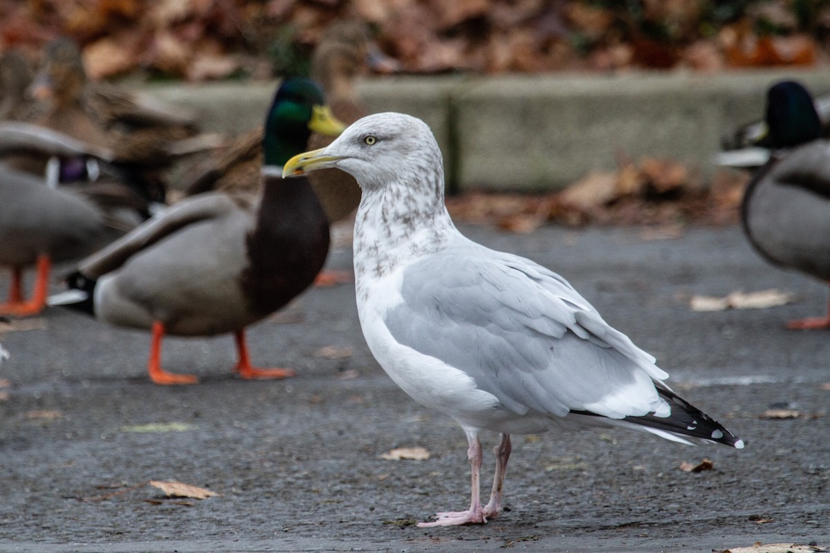 racek americký - ML645693442