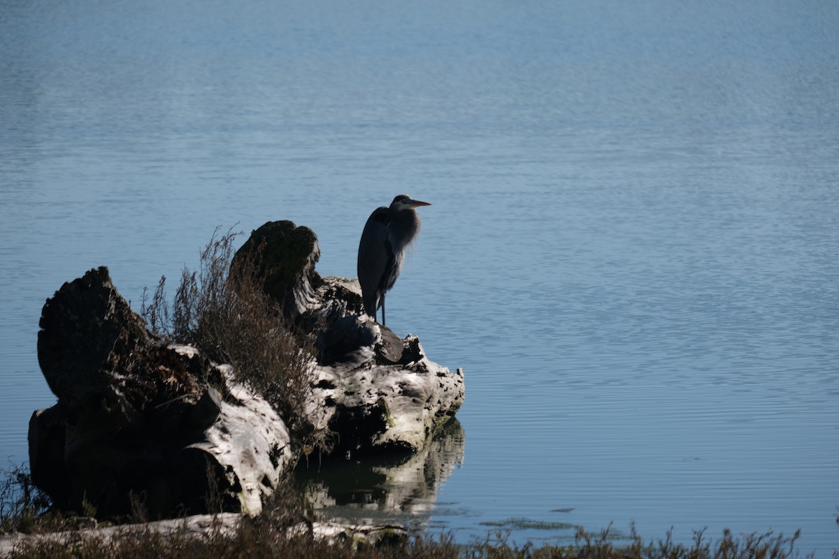 Great Blue Heron - ML645693444