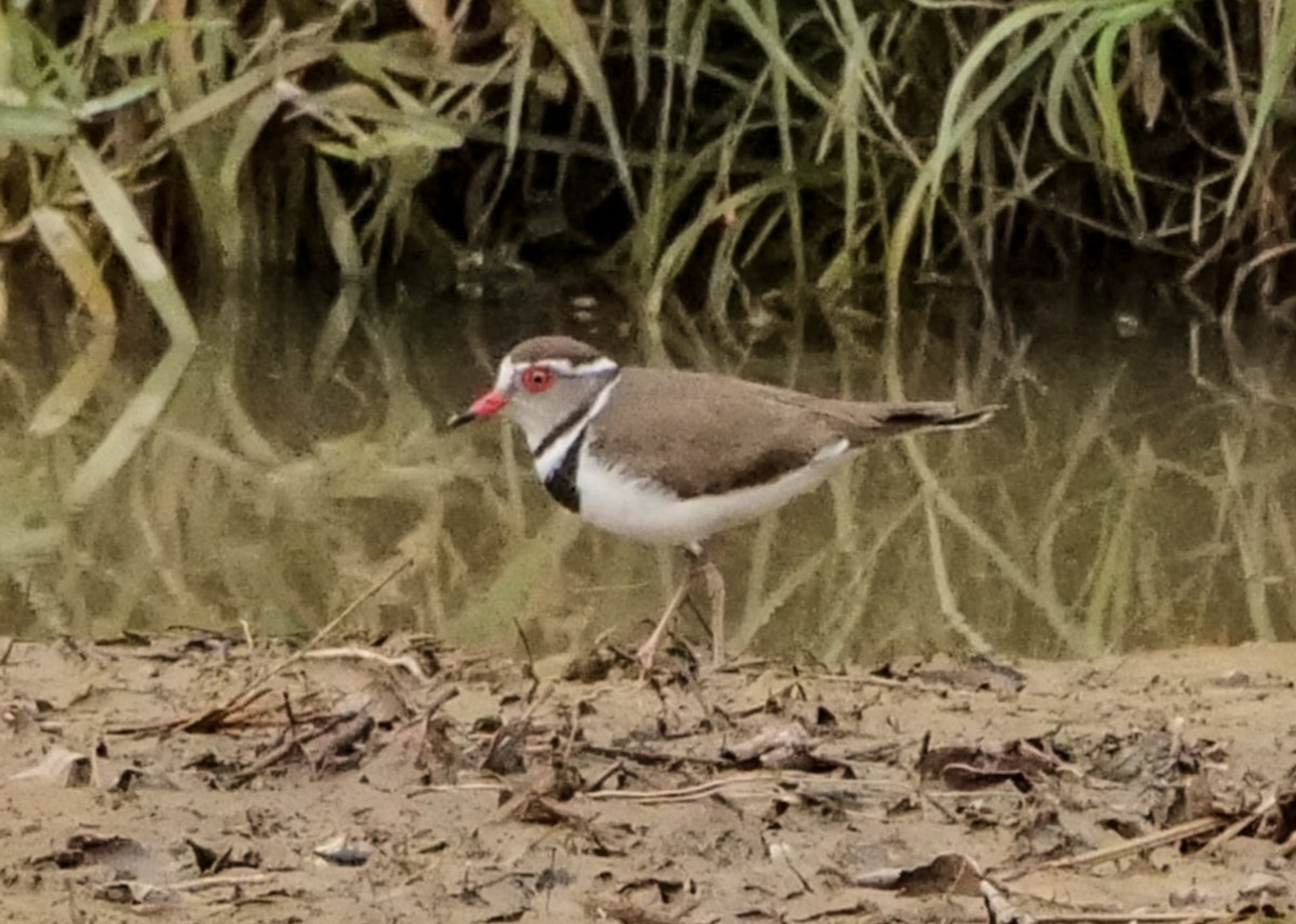 Three-banded Plover (African) - ML645693448