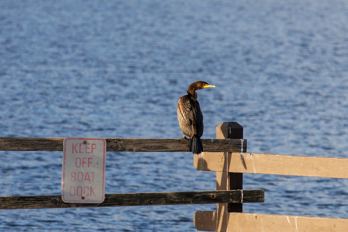 Double-crested Cormorant - ML645693449