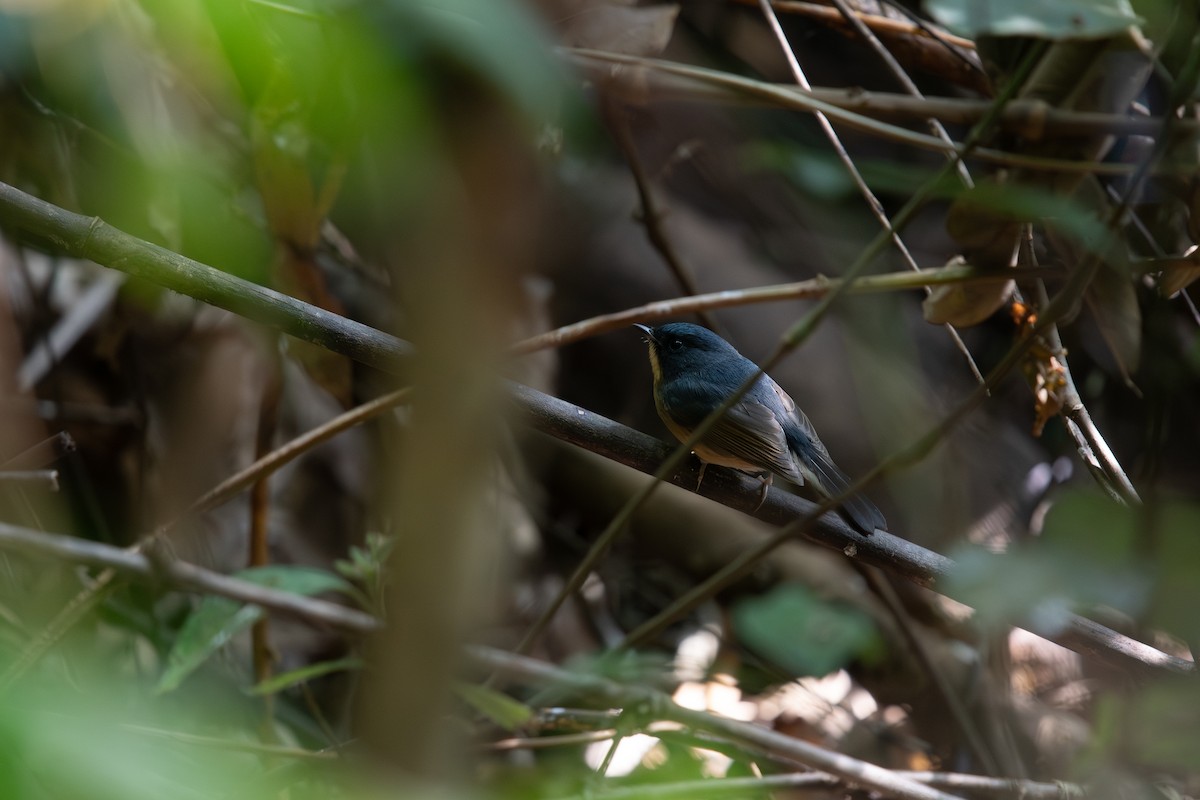 Dreifarbenschnäpper - ML645693450