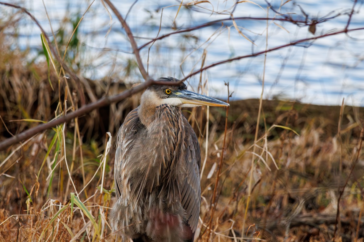 Great Blue Heron - ML645693451