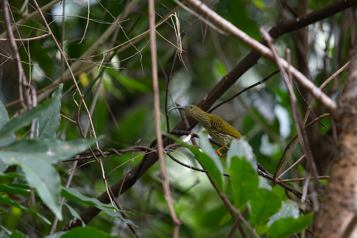 Strichelspinnenjäger - ML645693462