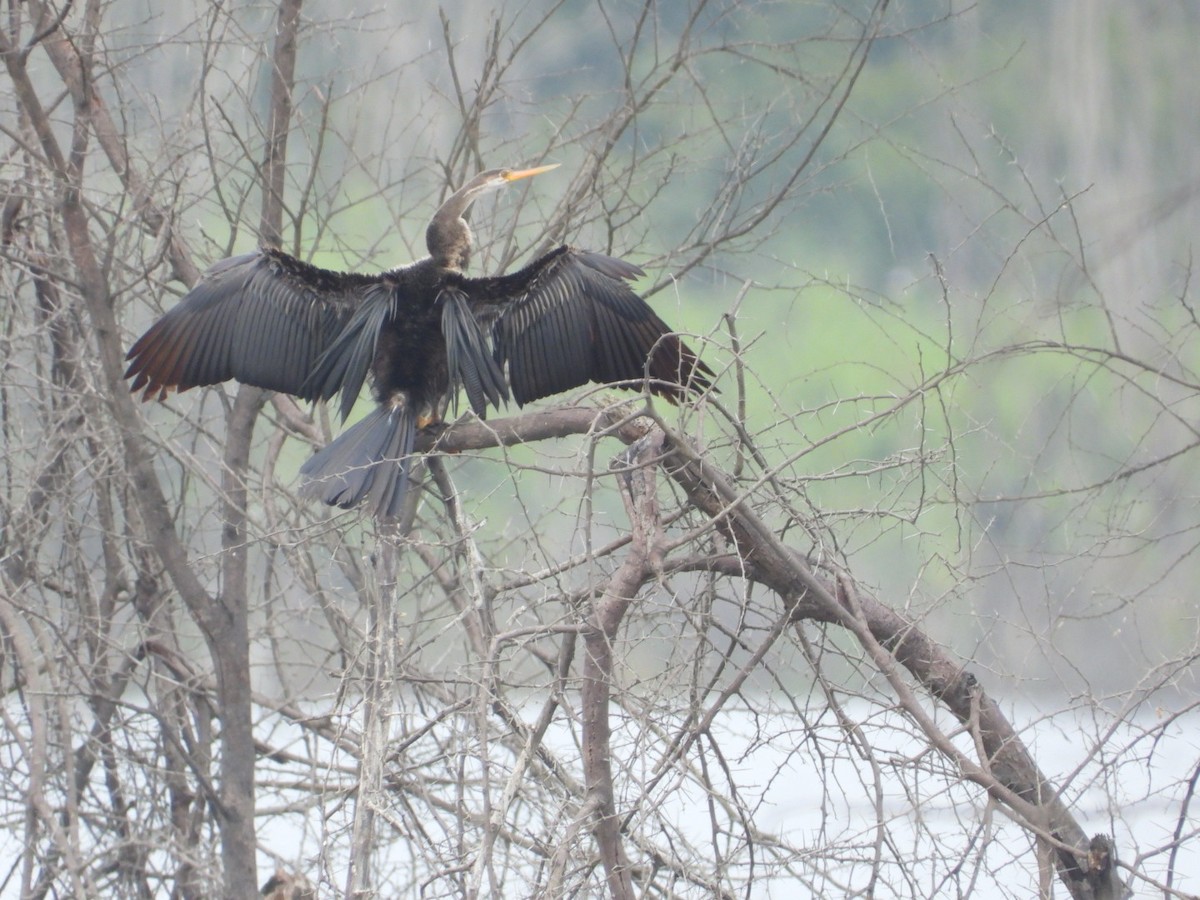 Oriental Darter - ML645693464
