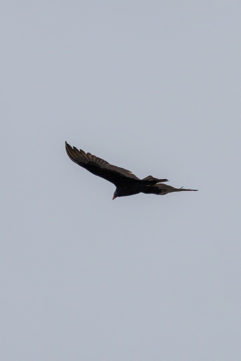 Turkey Vulture - ML645693465