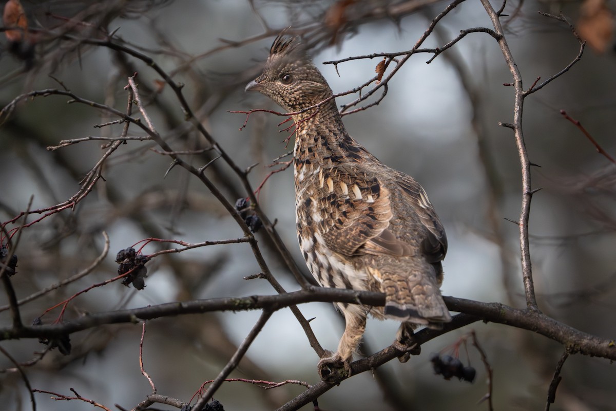 jeřábek kanadský - ML645693470