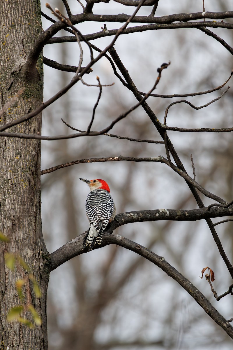 Red-bellied Woodpecker - ML645693471