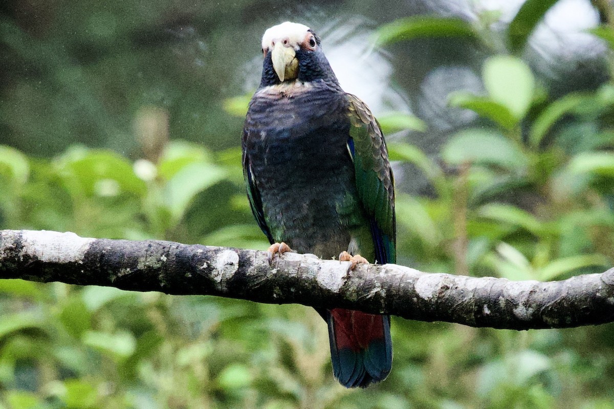 White-crowned Parrot - ML645693477