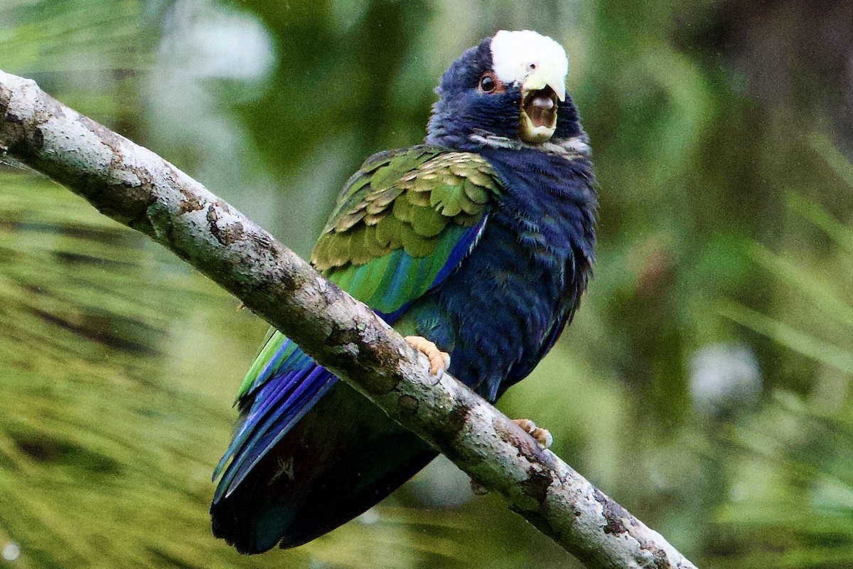 White-crowned Parrot - ML645693478