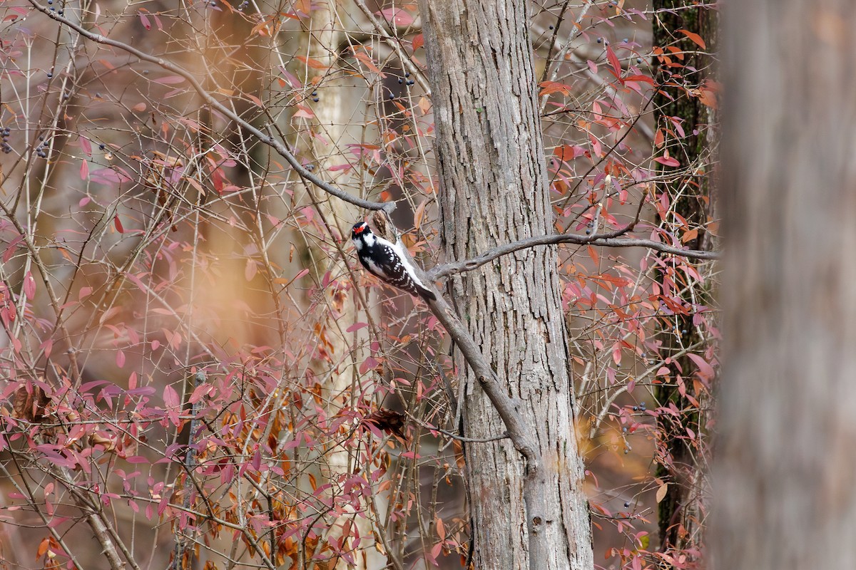 Downy Woodpecker - ML645693479