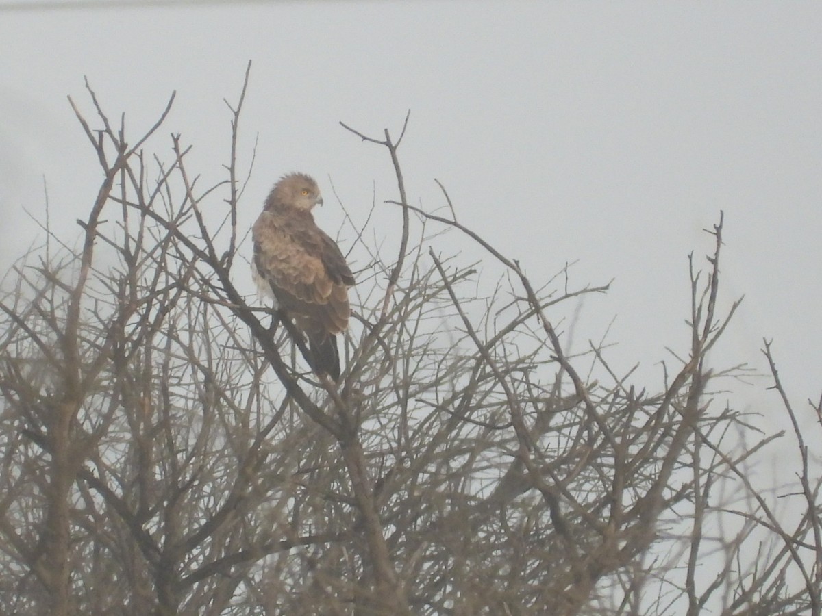 Short-toed Snake-Eagle - ML645693480