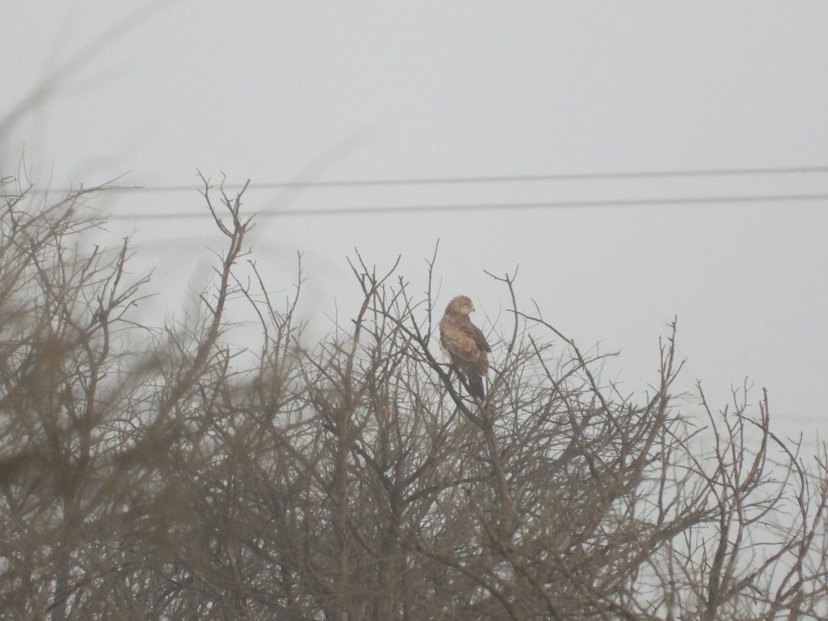 orlík krátkoprstý - ML645693481