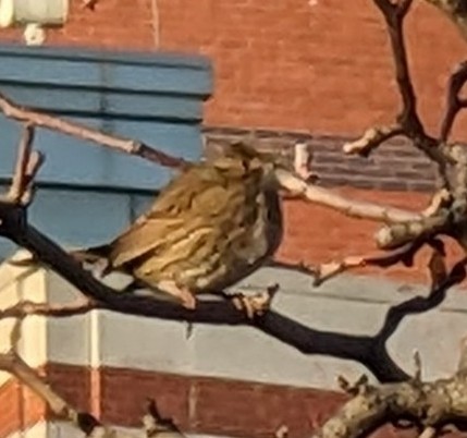 Song Sparrow - ML645693493