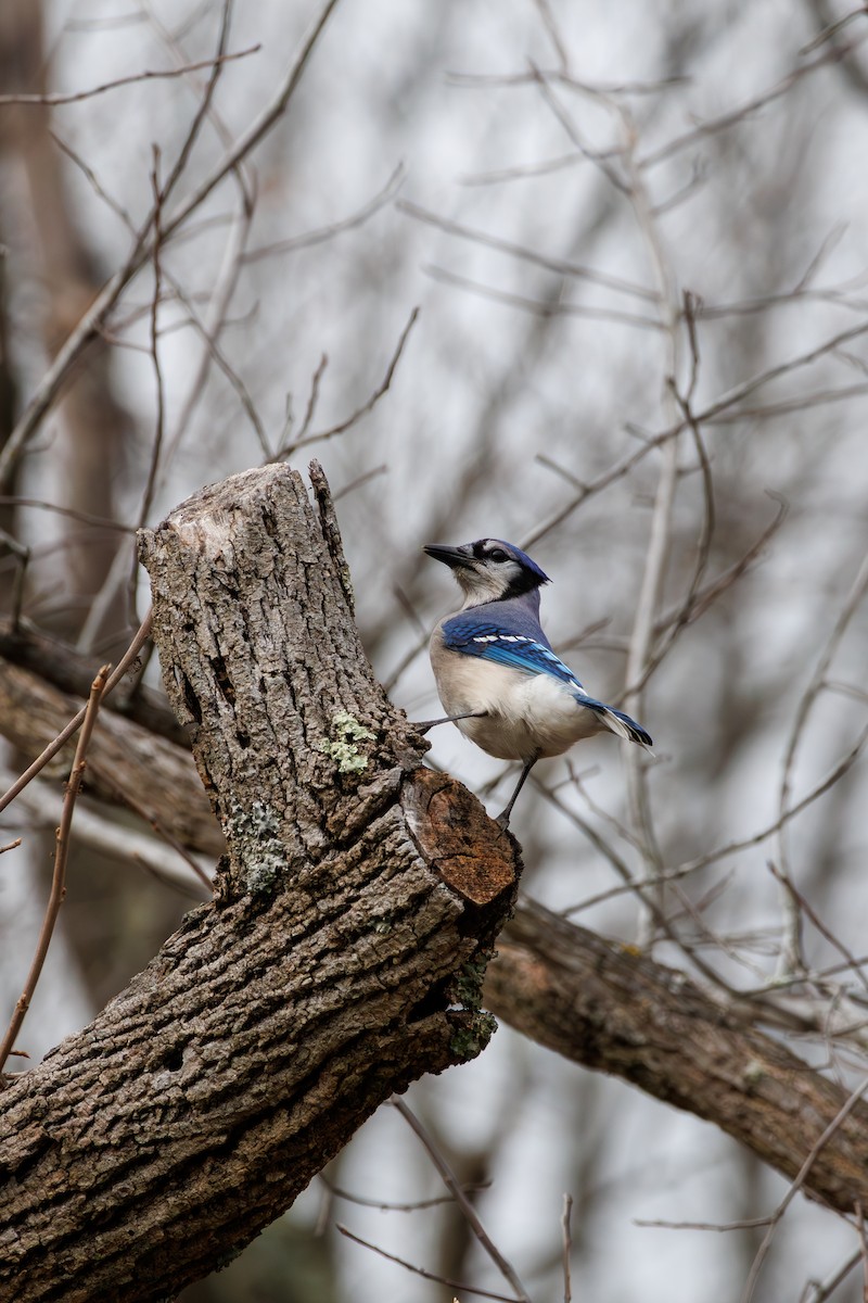 Blue Jay - ML645693494