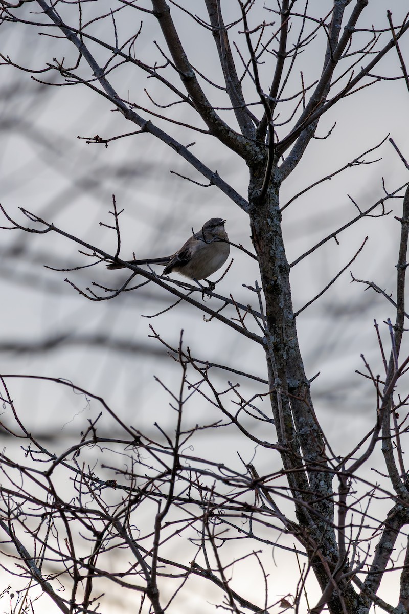 Northern Mockingbird - ML645693499