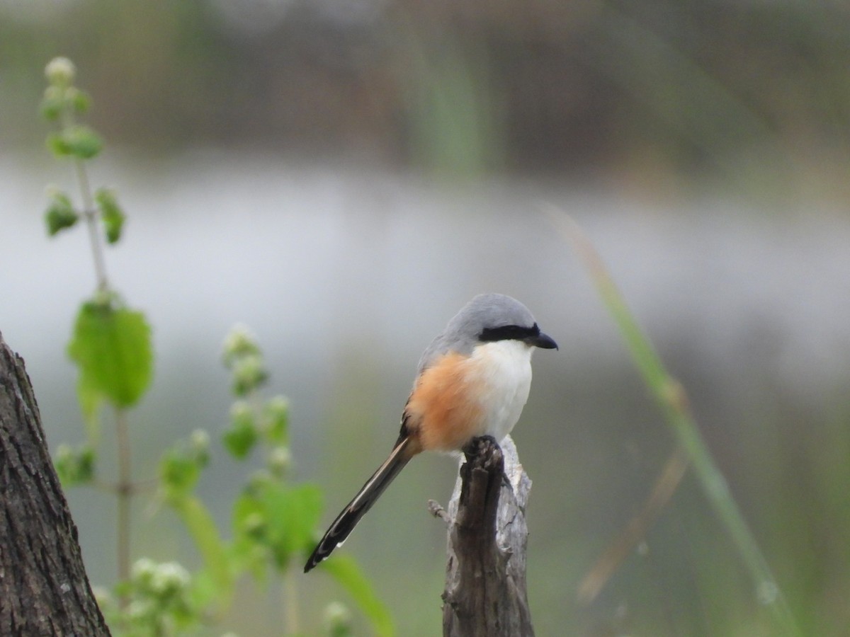 Long-tailed Shrike - ML645693503
