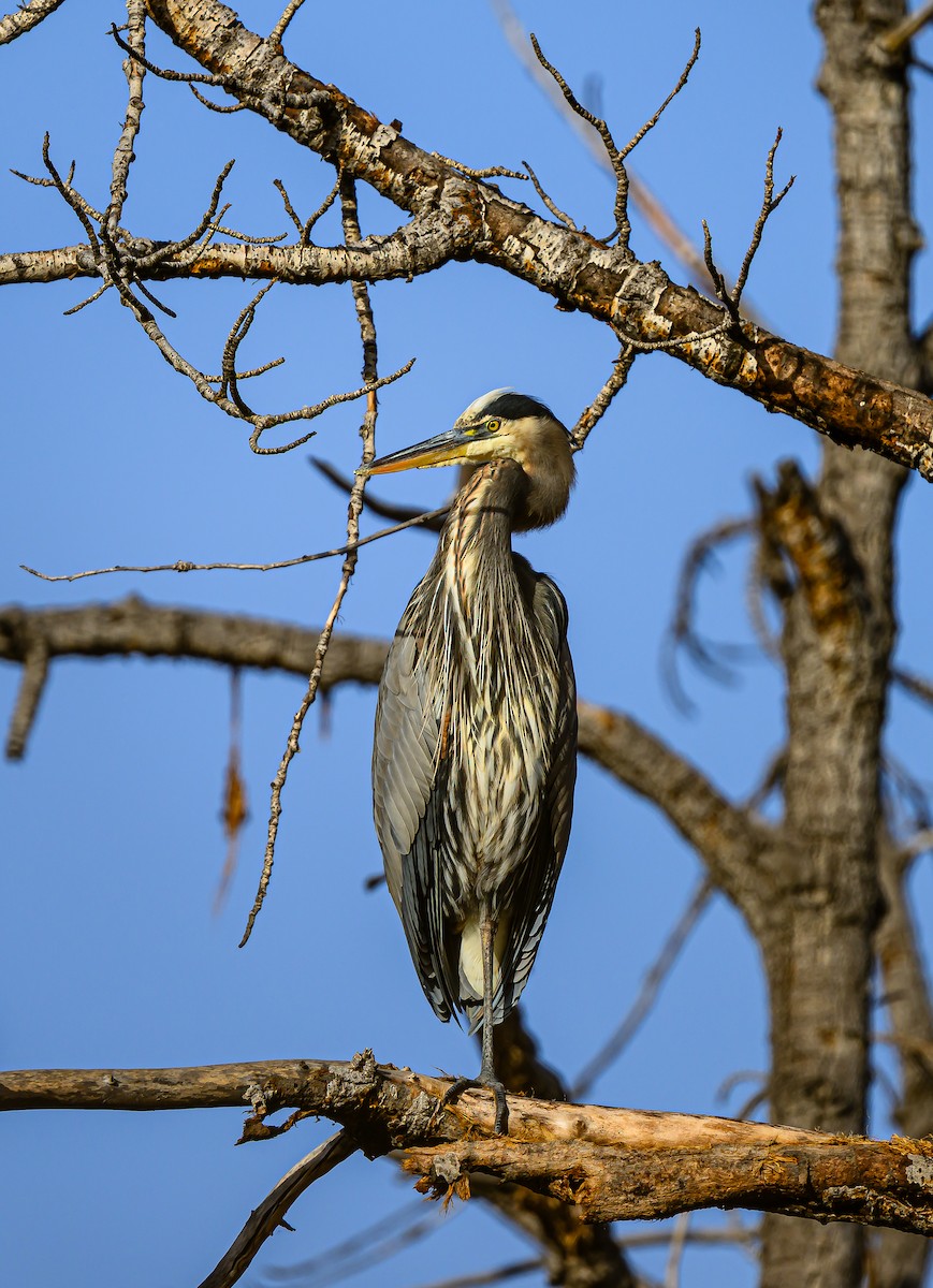 Great Blue Heron - ML645693504
