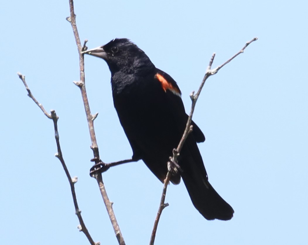 Red-winged Blackbird - ML645693505
