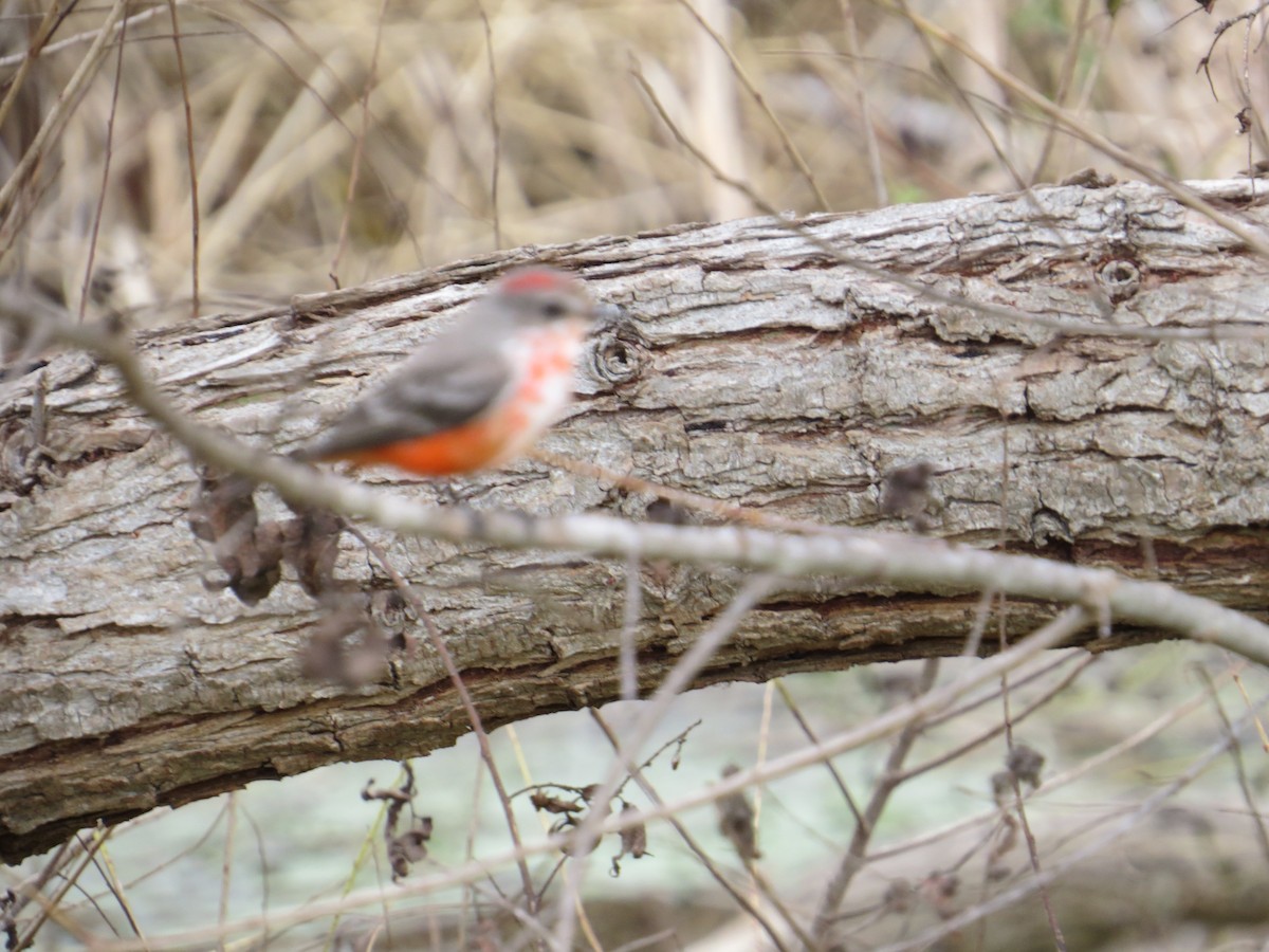 Vermilion Flycatcher - ML645693506