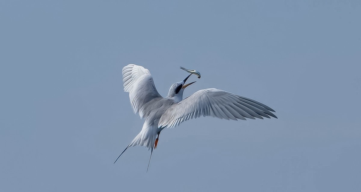Forster's Tern - ML645693507