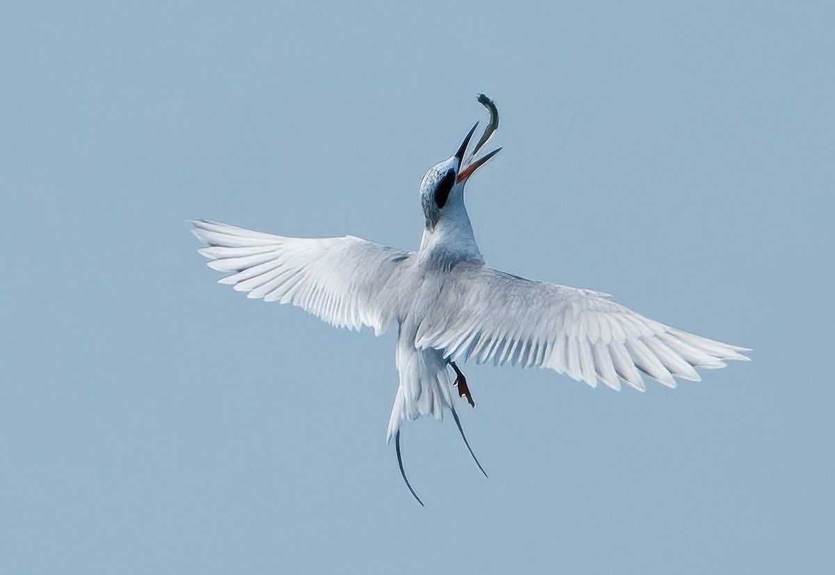 Forster's Tern - ML645693508