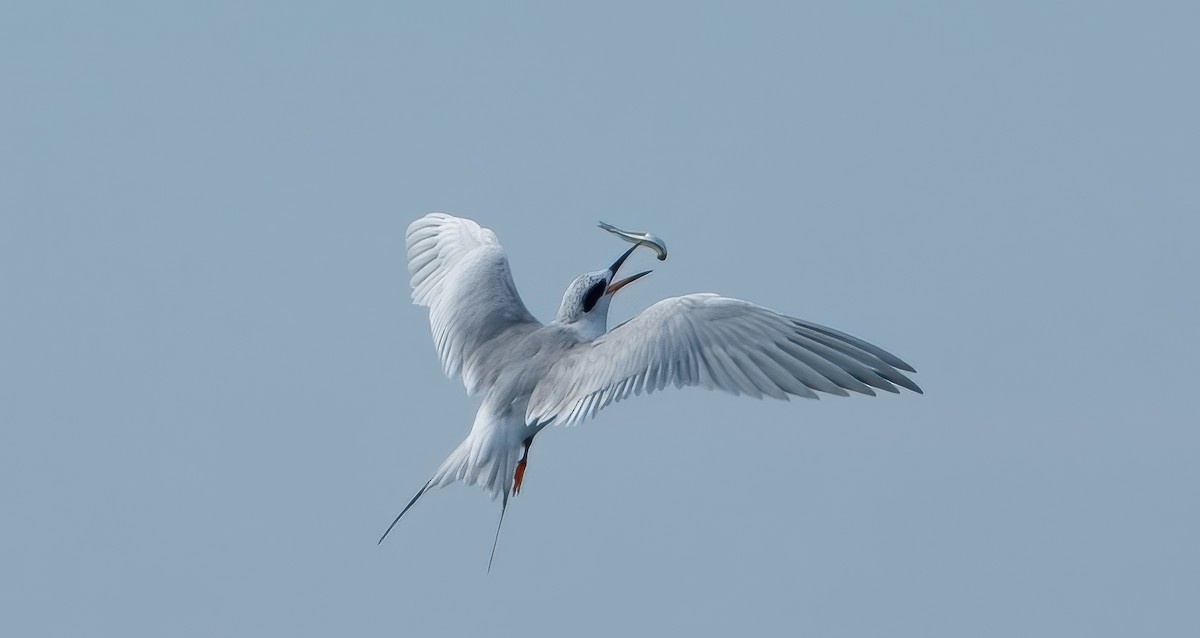 Forster's Tern - ML645693509