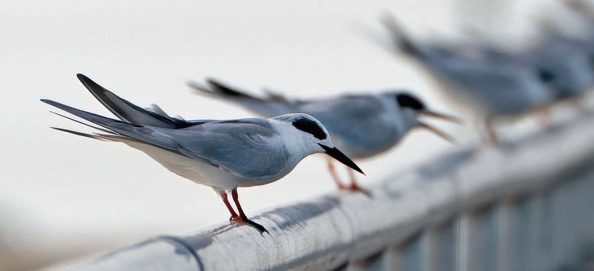 Forster's Tern - ML645693510