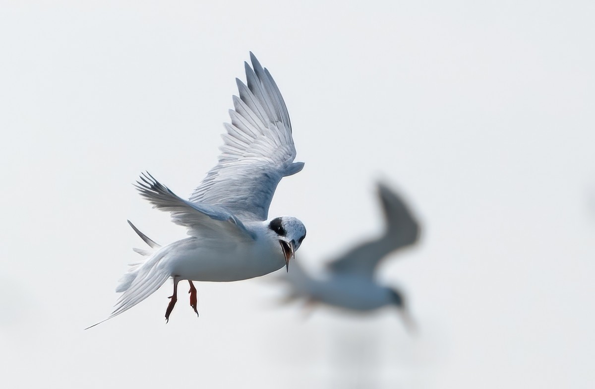 Forster's Tern - ML645693511