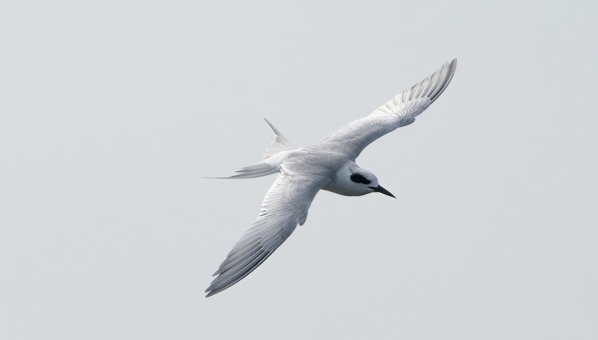 Forster's Tern - ML645693512