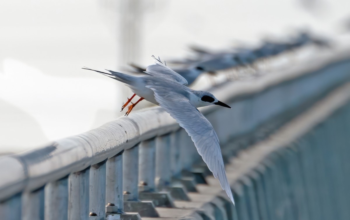 Forster's Tern - ML645693513