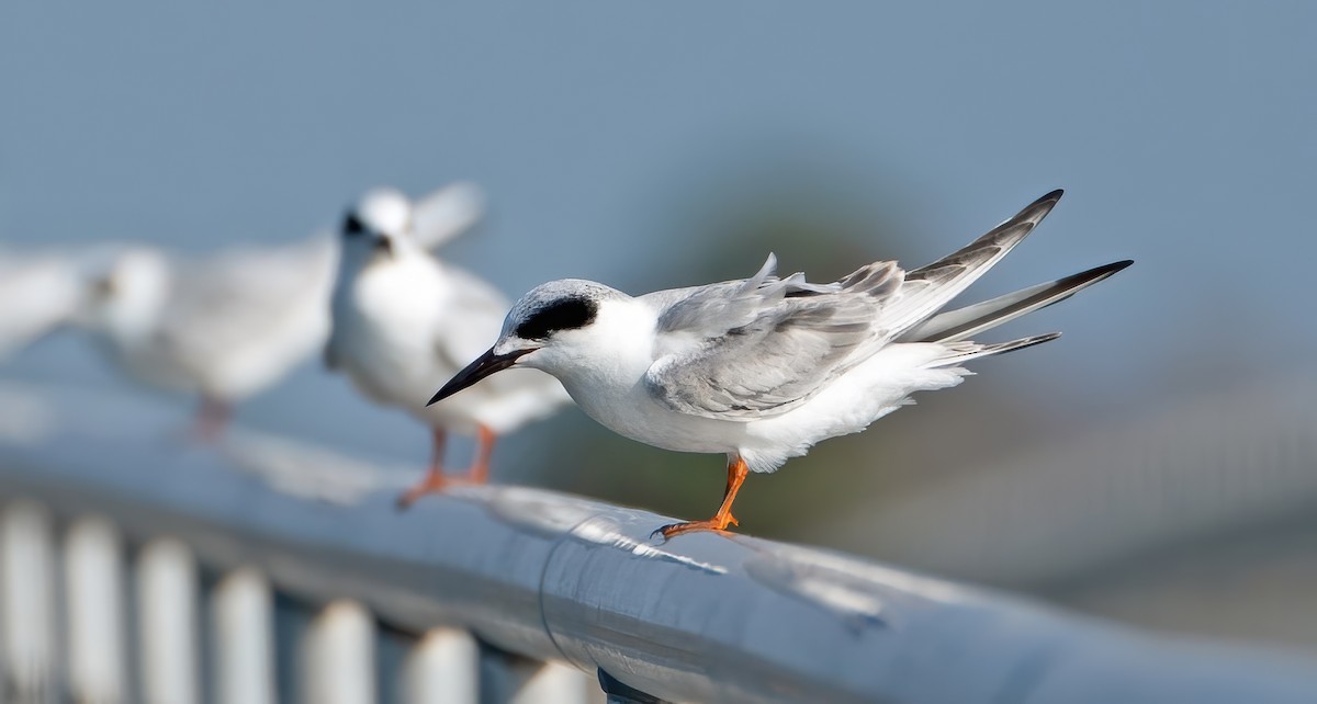 Forster's Tern - ML645693514