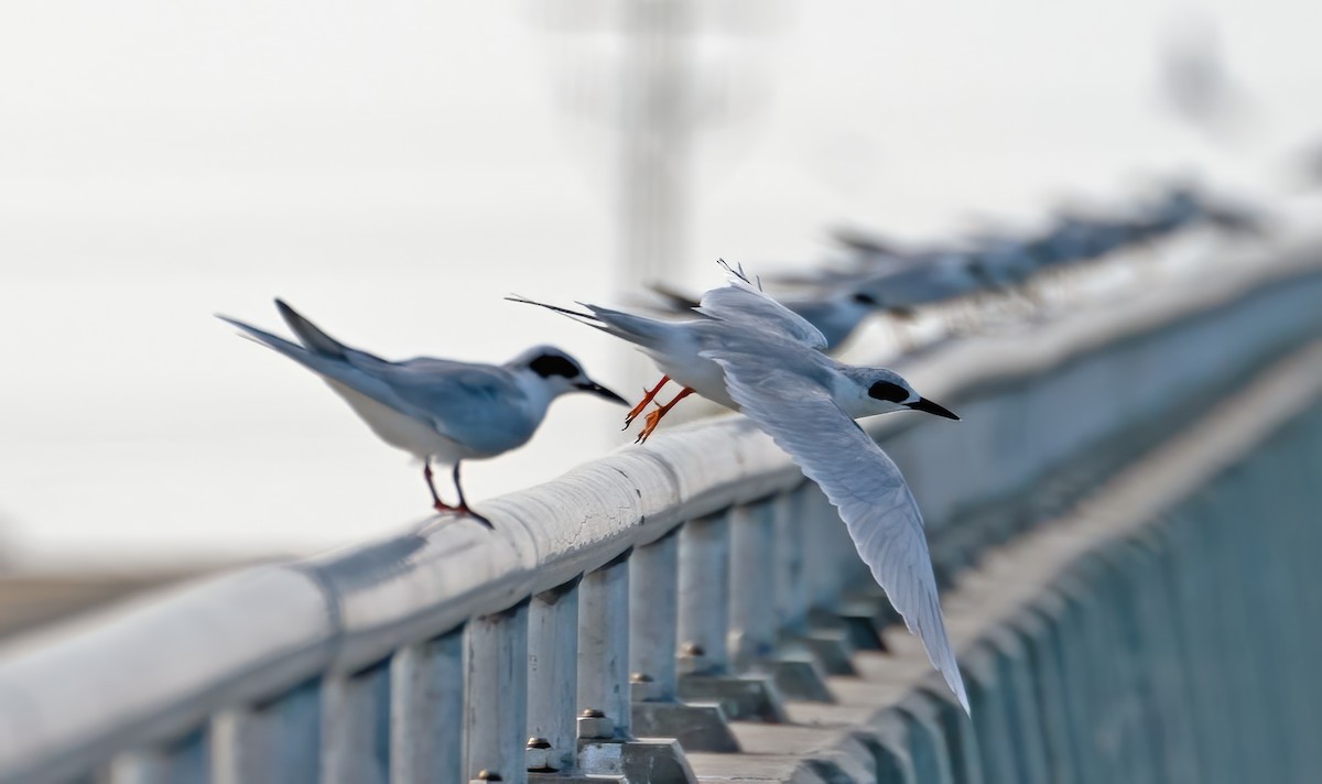 Forster's Tern - ML645693515
