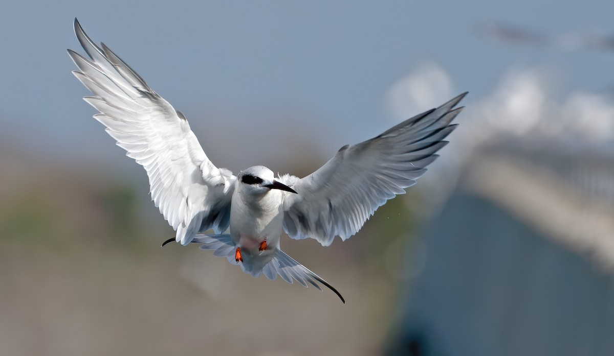 Forster's Tern - ML645693516