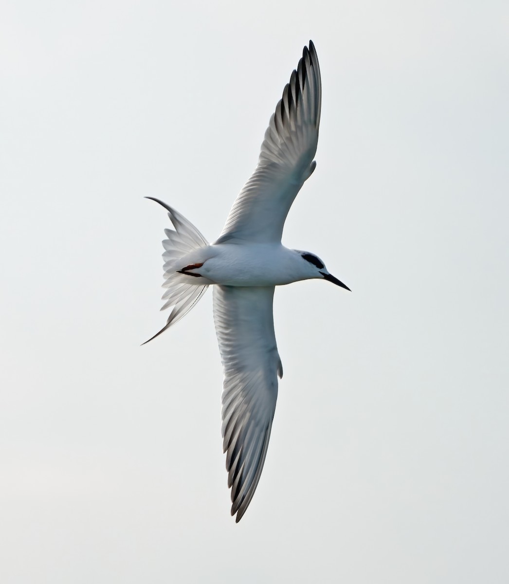 Forster's Tern - ML645693517