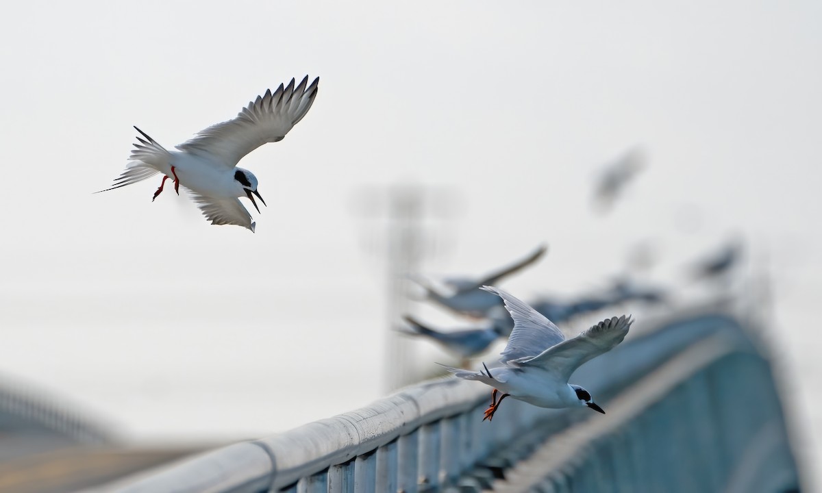Forster's Tern - ML645693518