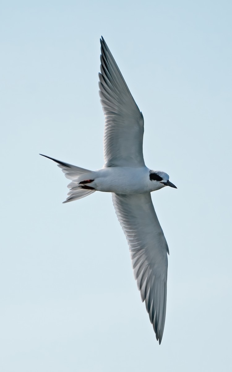 Forster's Tern - ML645693519
