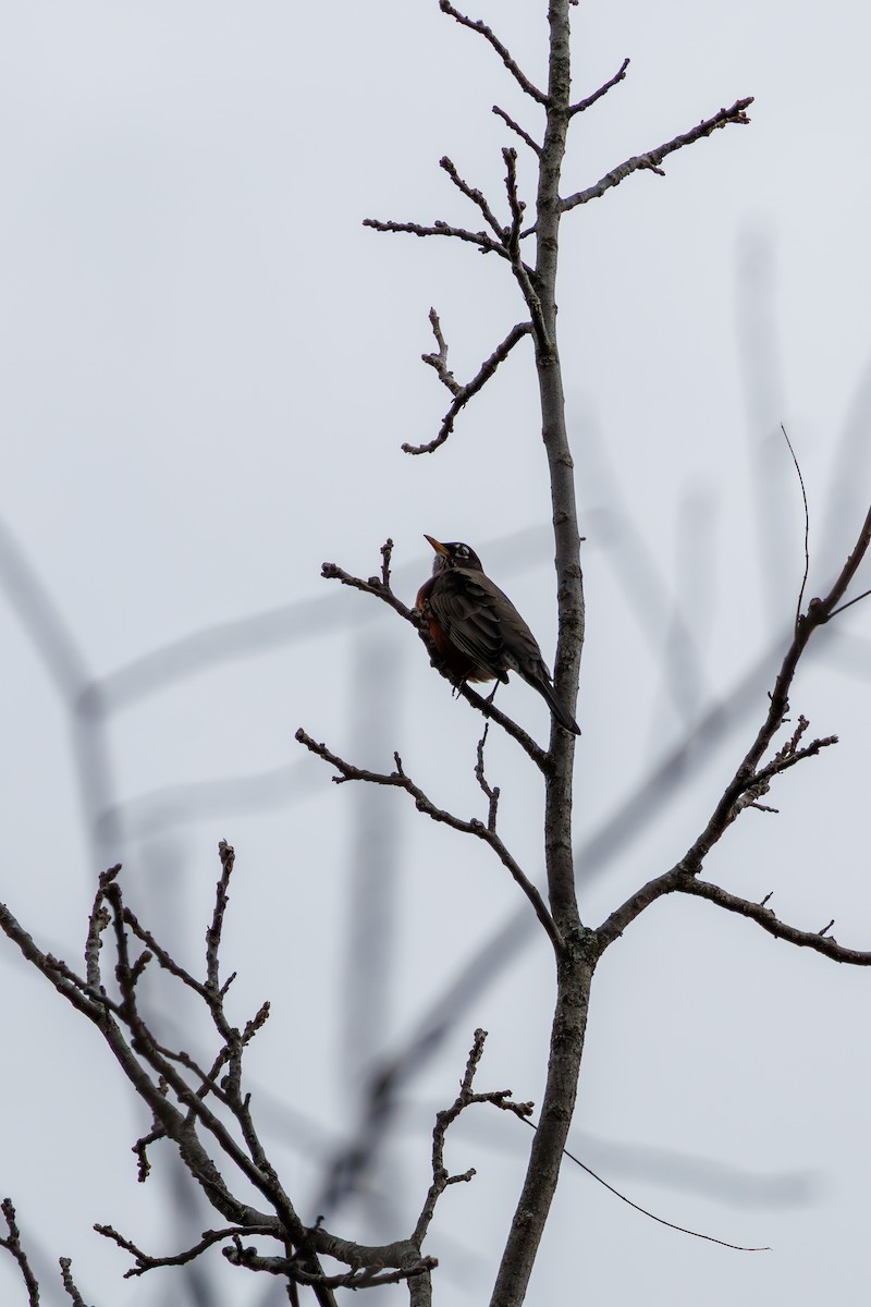 American Robin - ML645693520