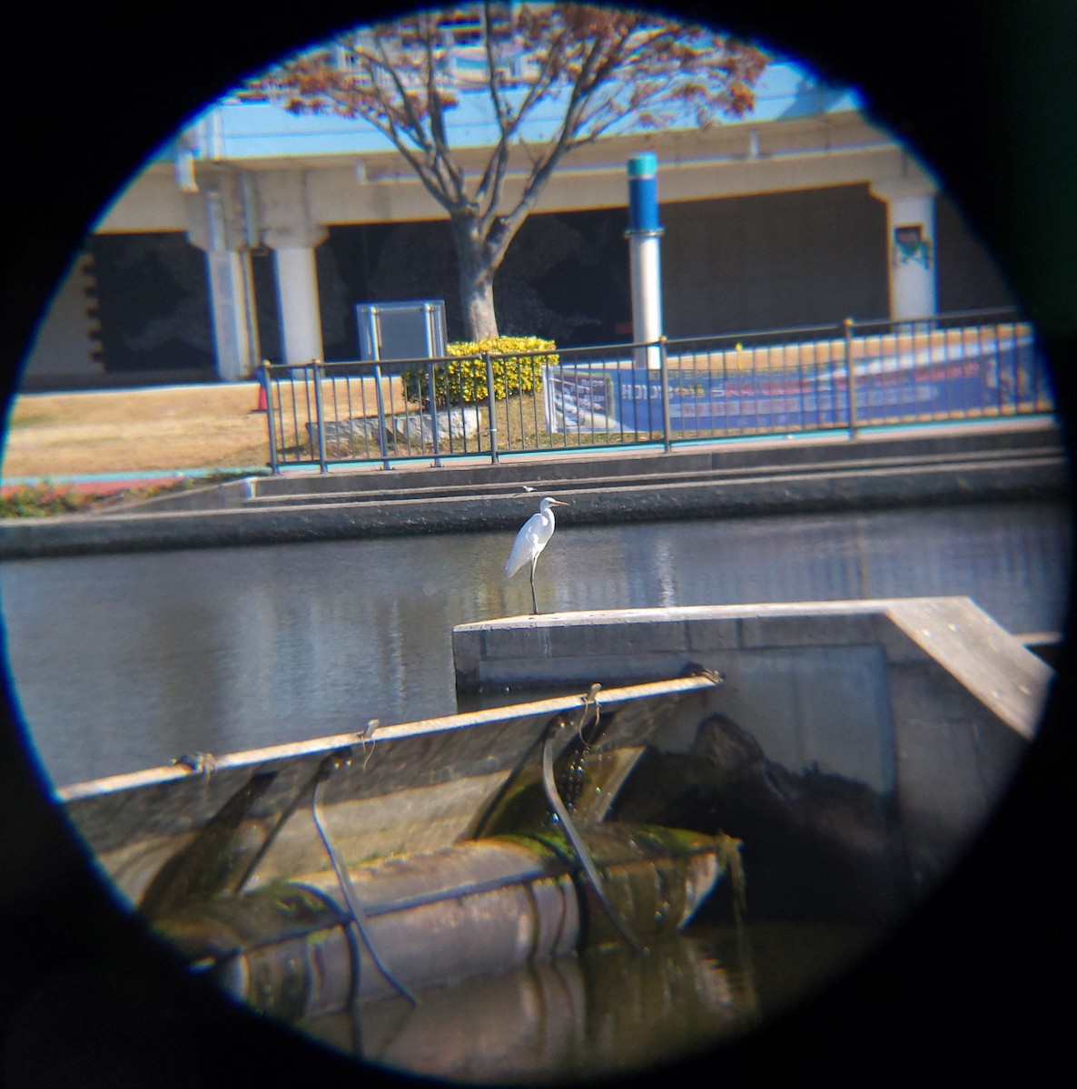 Great Egret - ML645693521