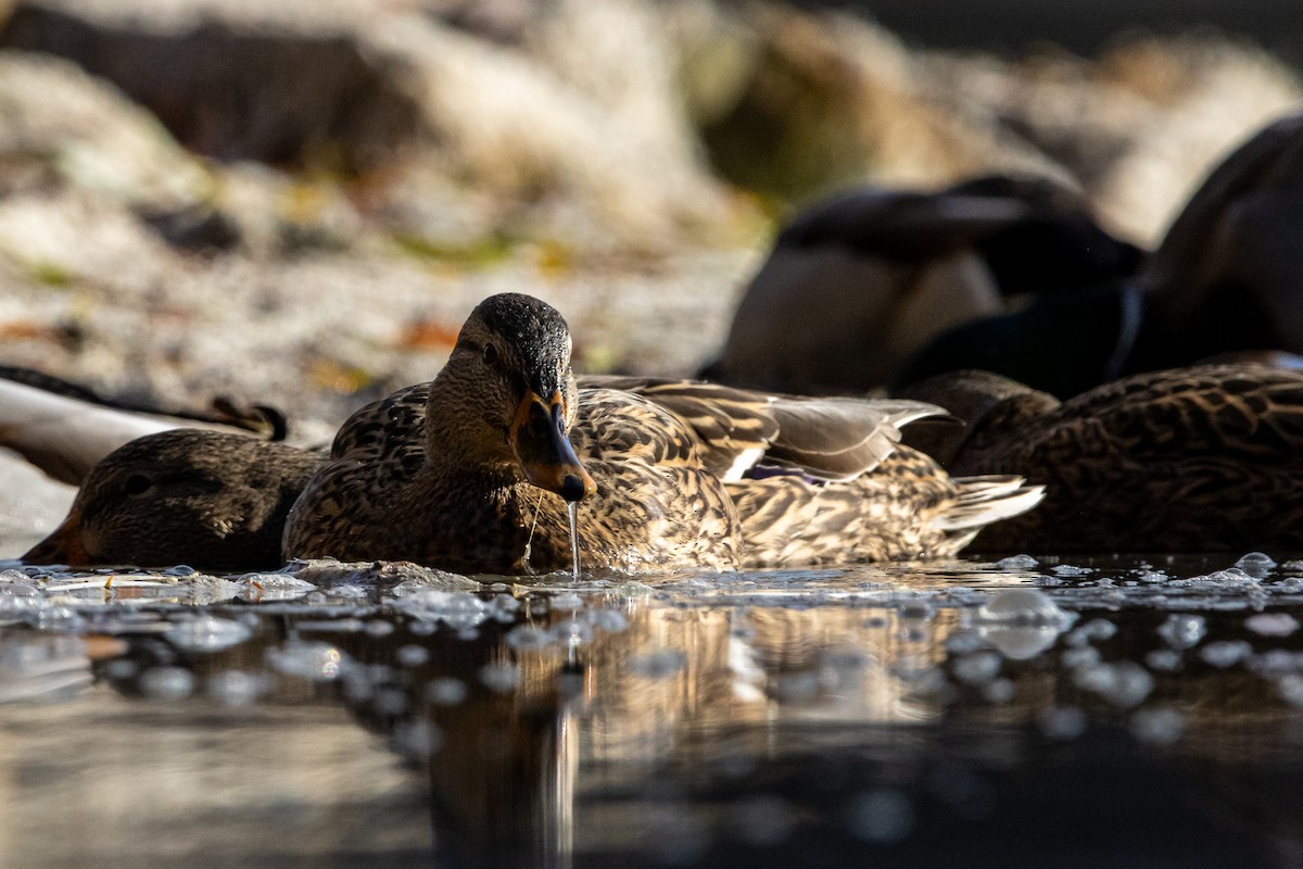 Mallard - ML645693522