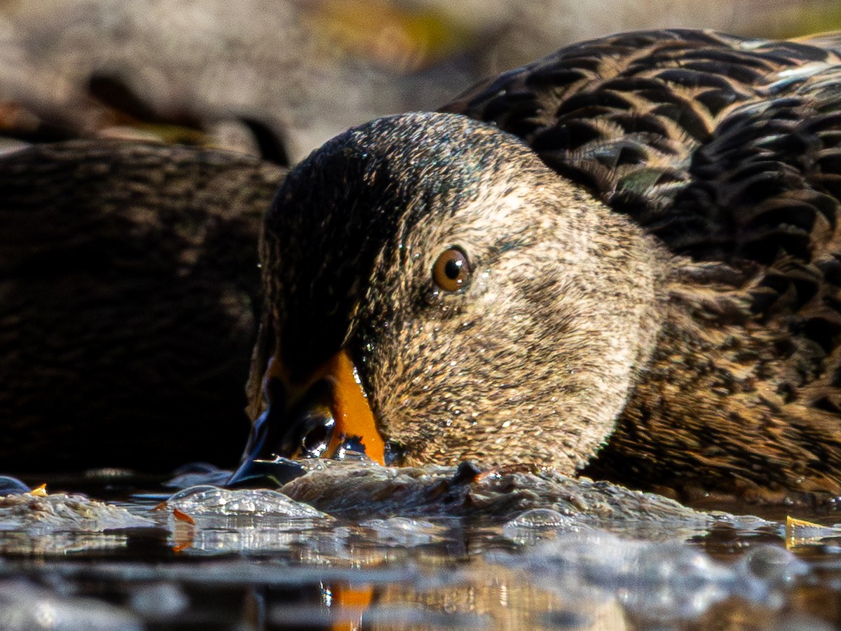 Mallard - ML645693523