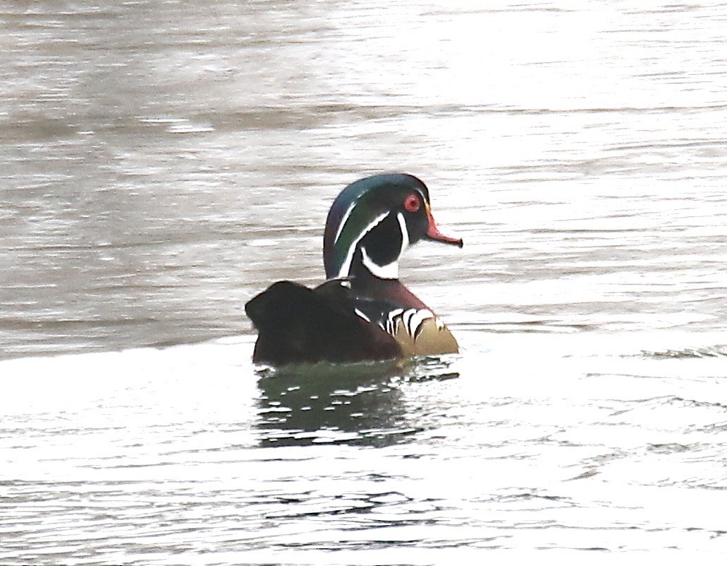 Wood Duck - ML645693524