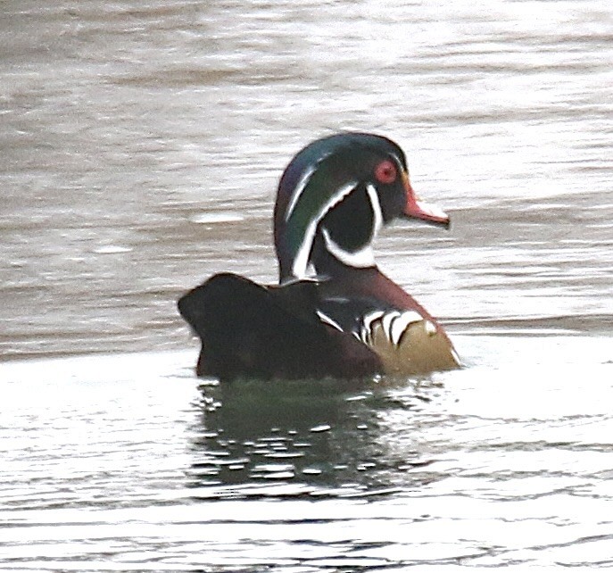 Wood Duck - ML645693525