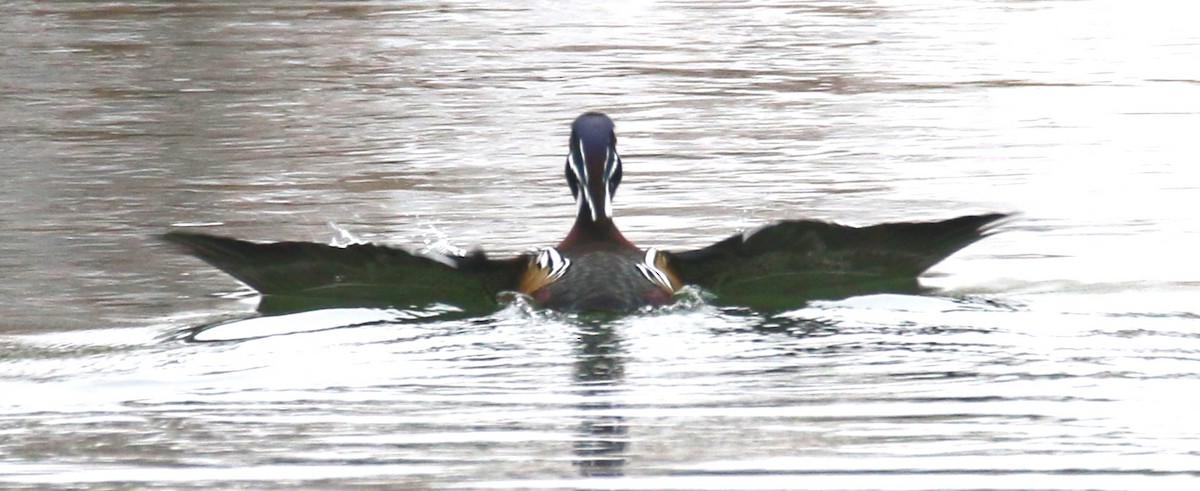 Wood Duck - ML645693526